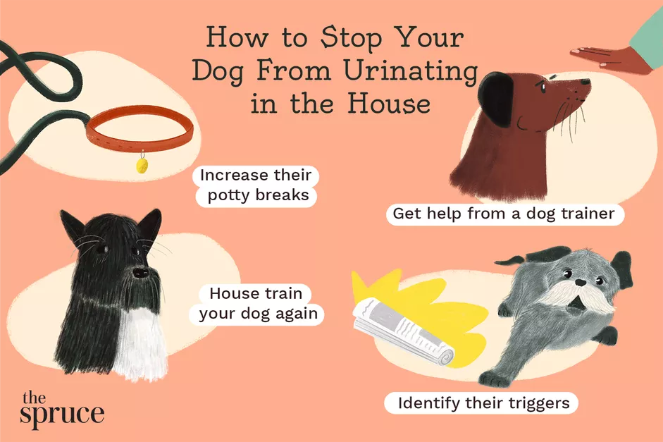 Read more about the article How to Stop Your Dog From Peeing in the House