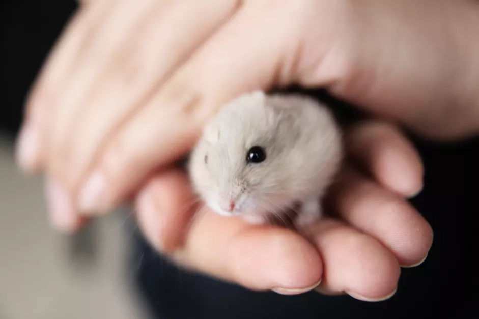 Read more about the article Choosing a Dwarf Hamster Cage