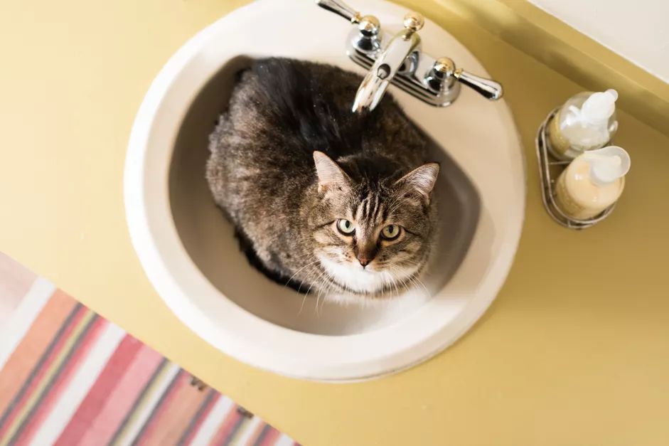 Read more about the article How to Stop Your Cat From Pooping in the Sink or Bathtub