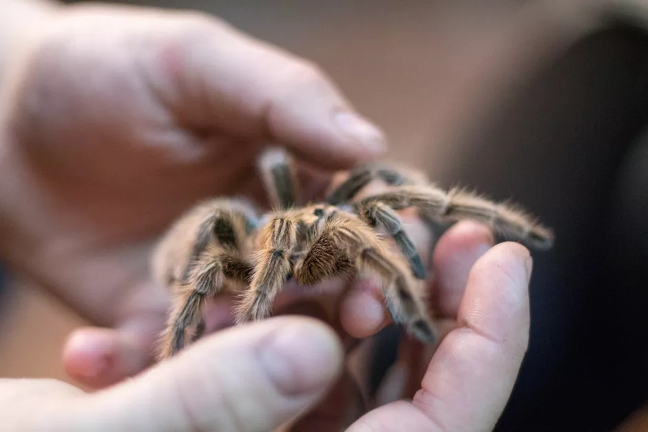 Read more about the article How to Care for a Pet Tarantula