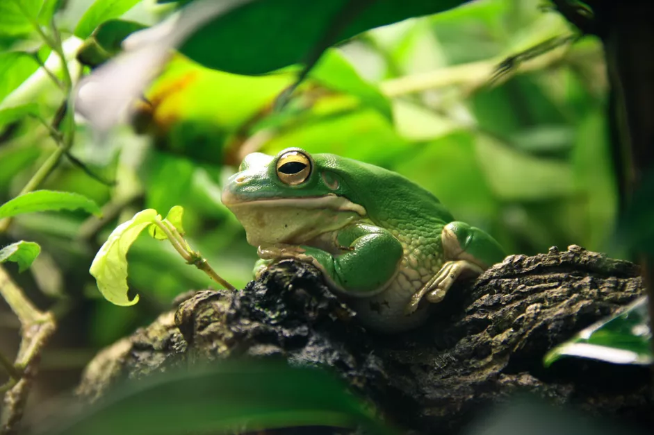 Read more about the article What You Need to Know About Pet Frogs