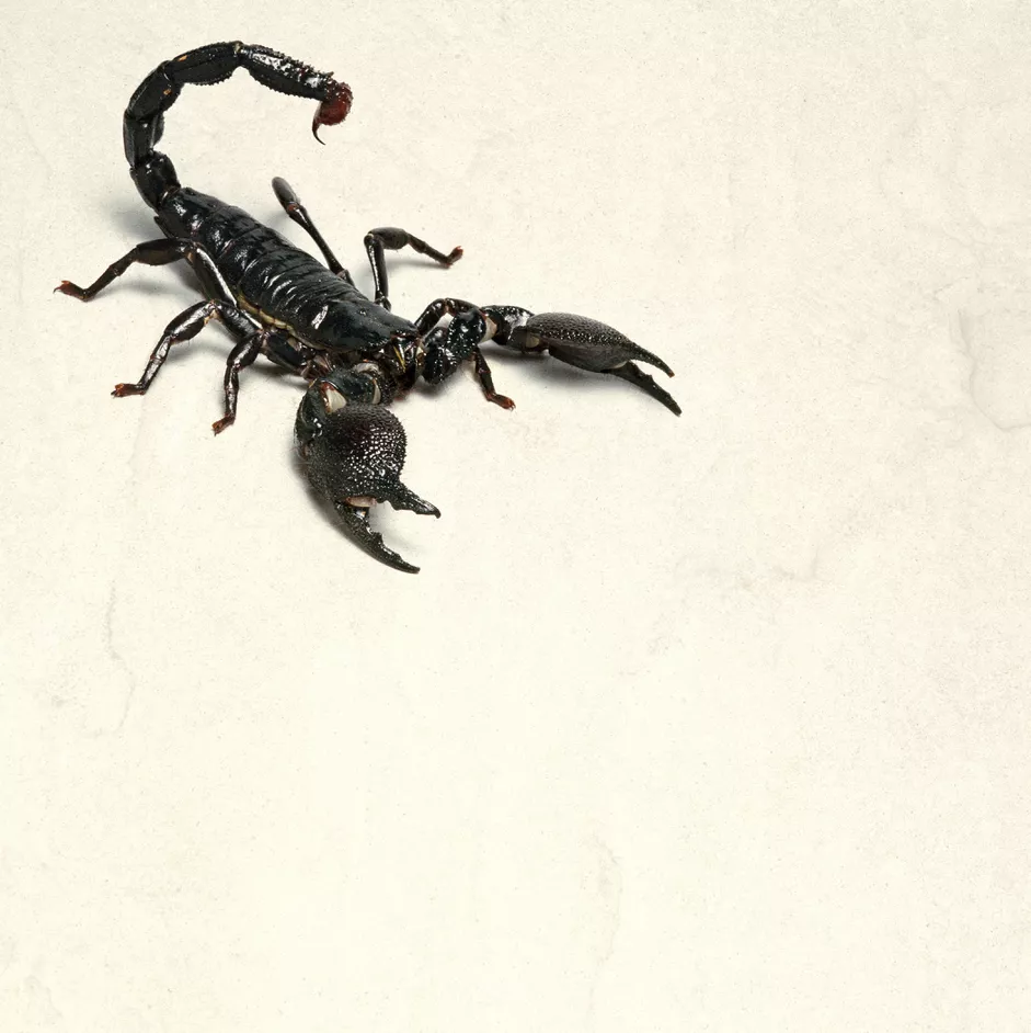 Read more about the article Should You Keep an Emperor Scorpion as a Pet?